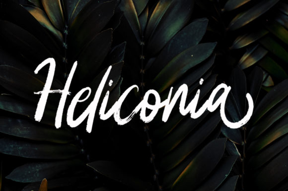 Heliconia Typeface: A Designer’s Take on Hand-Brushed Script Branding